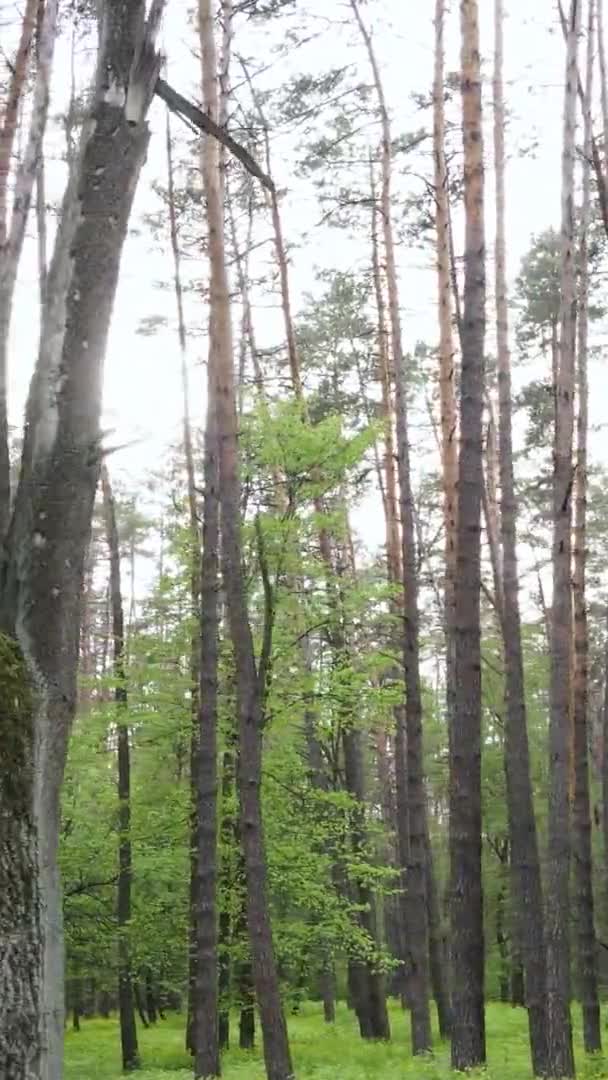 Vídeo vertical de un bosque con pinos — Vídeo de stock