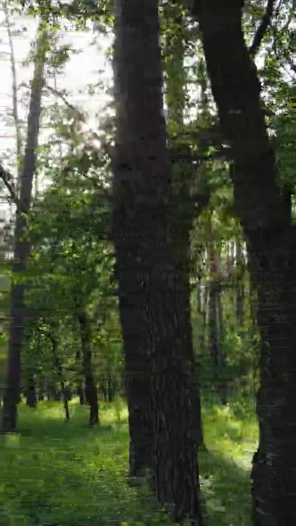 Vídeo vertical de un bosque con pinos — Vídeo de stock