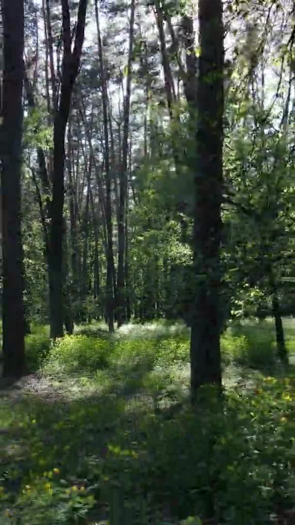 Vídeo vertical de un bosque con pinos — Vídeo de stock