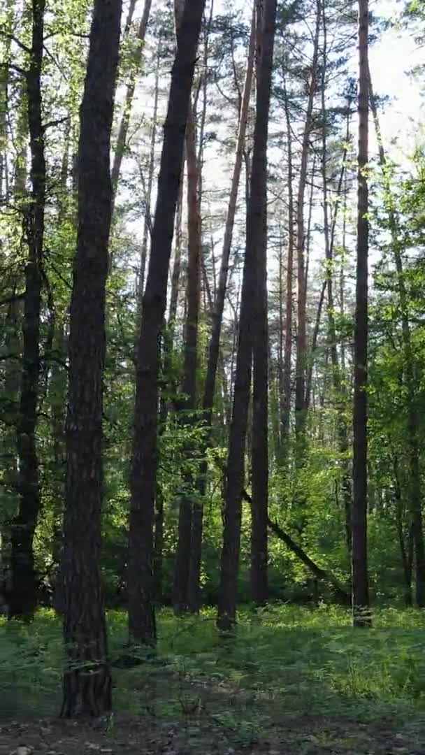 Vídeo vertical de uma floresta com pinheiros — Vídeo de Stock