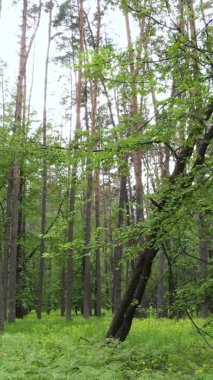 Çam ağaçlı bir ormanın dikey videosu