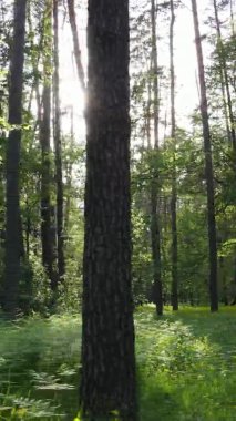 Çam ağaçlı bir ormanın dikey videosu