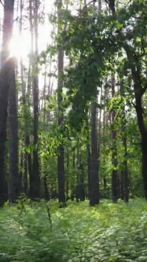 Çam ağaçlı bir ormanın dikey videosu