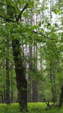 Çam ağaçlı bir ormanın dikey videosu