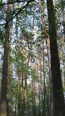 Çam ağaçlı bir ormanın dikey videosu