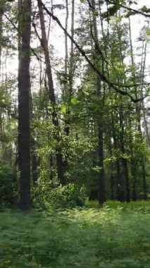 Çam ağaçlı bir ormanın dikey videosu