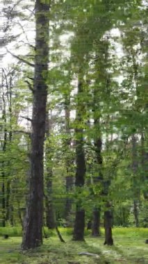 Çam ağaçlı bir ormanın dikey videosu