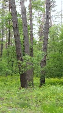 Çam ağaçlı bir ormanın dikey videosu