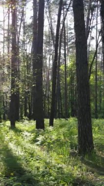 Çam ağaçlı bir ormanın dikey videosu