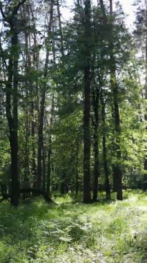 Çam ağaçlı bir ormanın dikey videosu