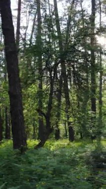 Çam ağaçlı bir ormanın dikey videosu