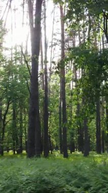 Çam ağaçlı bir ormanın dikey videosu