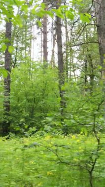 Çam ağaçlı bir ormanın dikey videosu