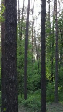 Çam ağaçlı bir ormanın dikey videosu