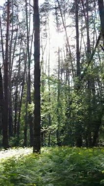 Çam ağaçlı bir ormanın dikey videosu