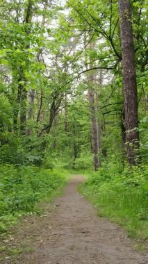 Çam ağaçlı bir ormanın dikey videosu