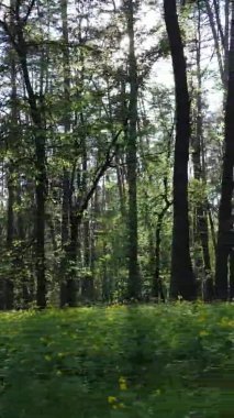 Çam ağaçlı bir ormanın dikey videosu
