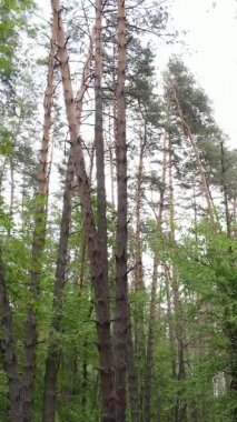 Çam ağaçlı bir ormanın dikey videosu