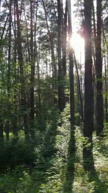 Çam ağaçlı bir ormanın dikey videosu