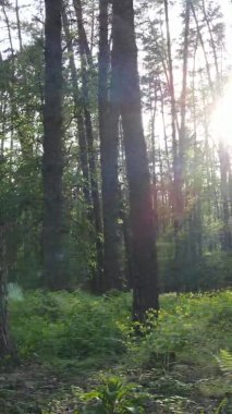 Çam ağaçlı bir ormanın dikey videosu