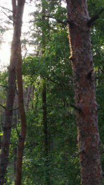 Çam ağaçlı bir ormanın dikey videosu