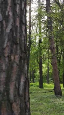 Çam ağaçlı bir ormanın dikey videosu