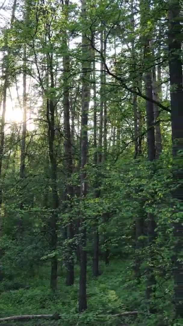 Vidéo verticale d'une forêt de pins