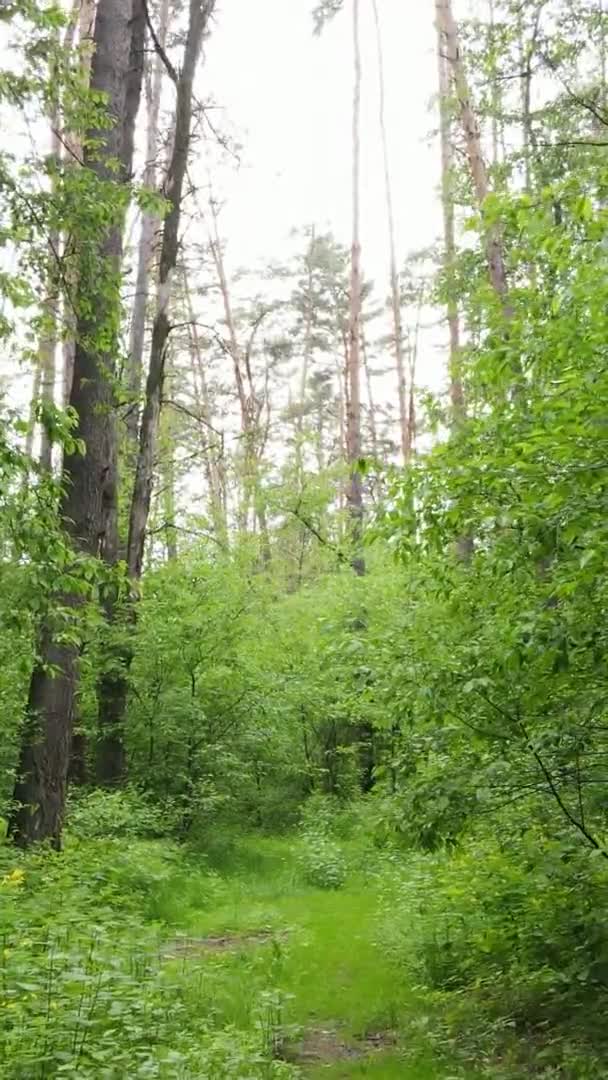 Вертикальне відео лісу з сосен — стокове відео