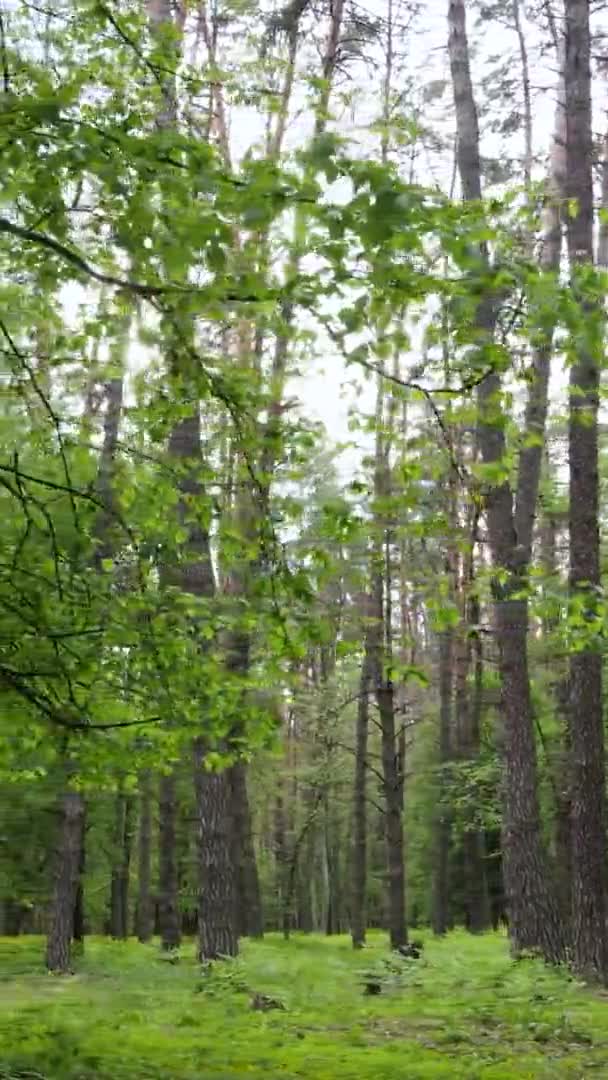 Vídeo vertical de uma floresta com pinheiros — Vídeo de Stock