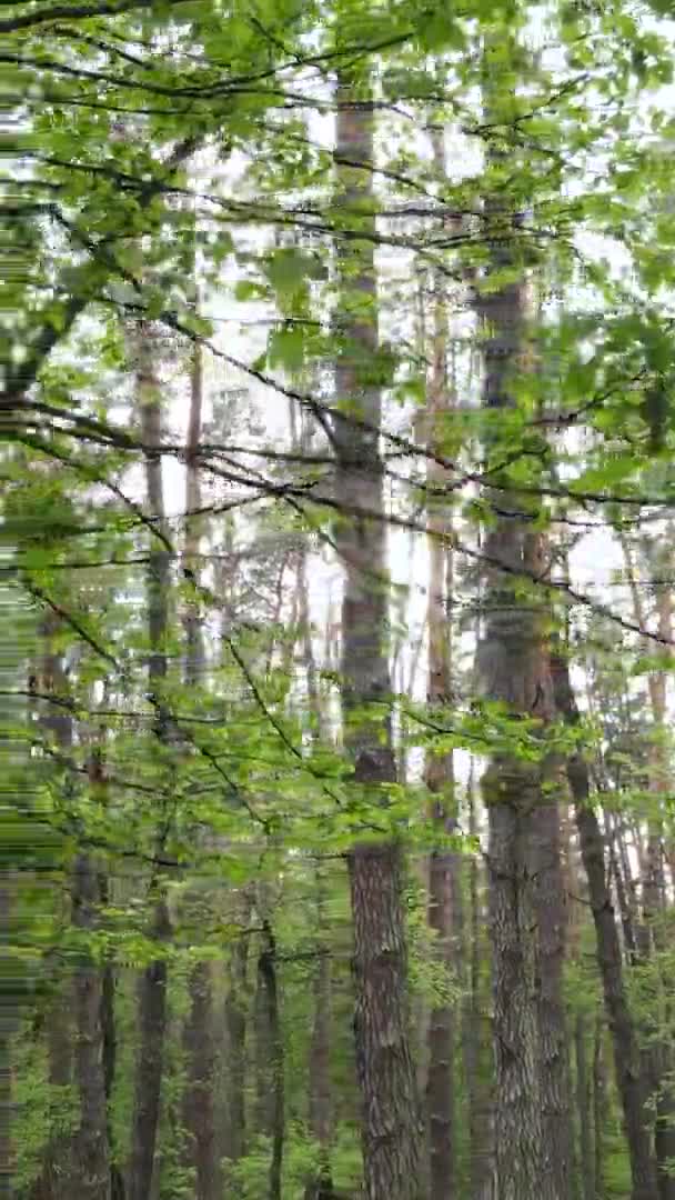 Vídeo vertical de uma floresta com pinheiros — Vídeo de Stock