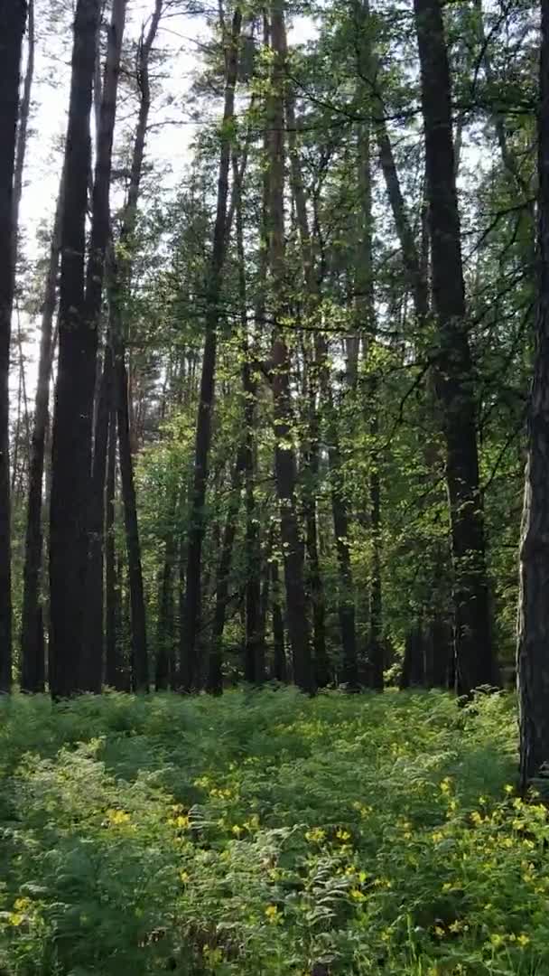 Vertikales Video eines Waldes mit Kiefern — Stockvideo