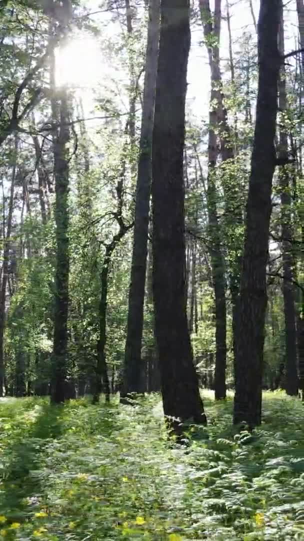 有松树的森林的垂直录像 — 图库视频影像