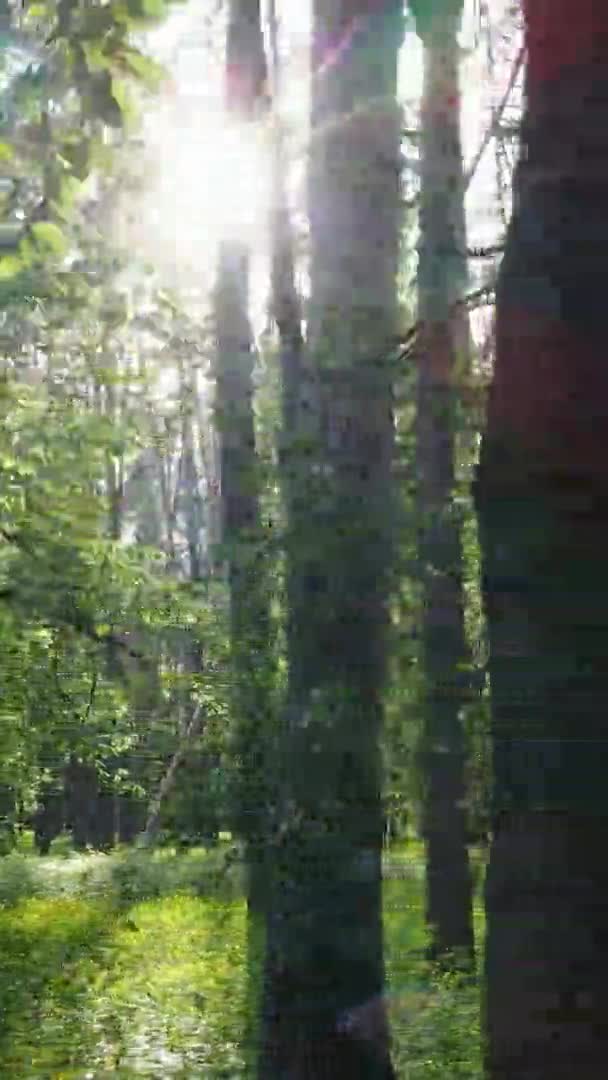 Vertikal video av en skog med tallar — Stockvideo