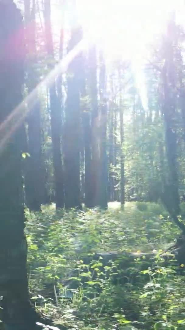 Pionowe wideo lasu z sosnami — Wideo stockowe