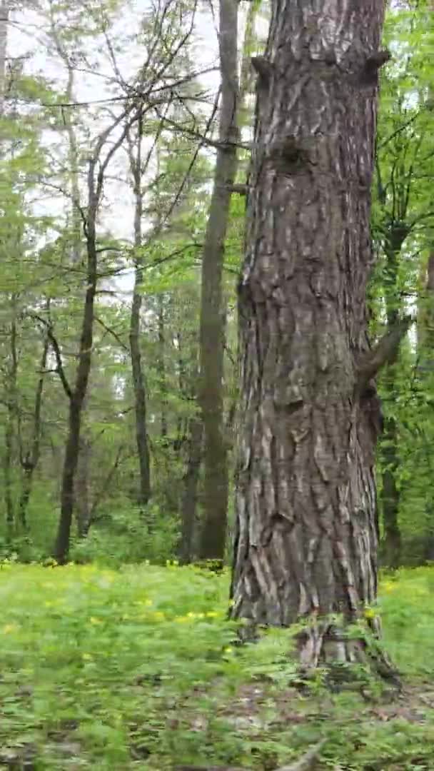 Вертикальне відео лісу з сосен — стокове відео