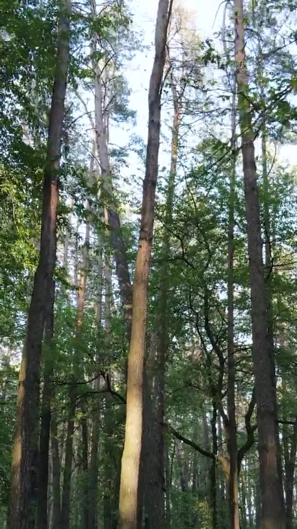 Vídeo vertical de un bosque con pinos — Vídeos de Stock