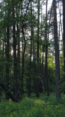 Çam ağaçlı bir ormanın dikey videosu