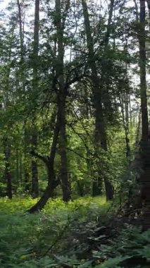 Çam ağaçlı bir ormanın dikey videosu