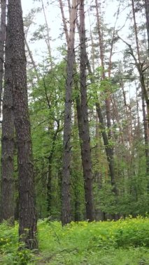 Çam ağaçlı bir ormanın dikey videosu