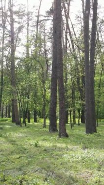 Çam ağaçlı bir ormanın dikey videosu