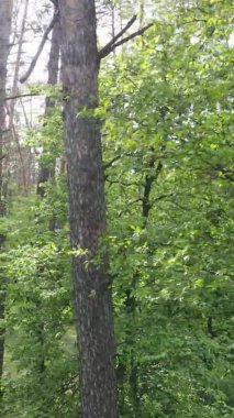 Çam ağaçlı bir ormanın dikey videosu