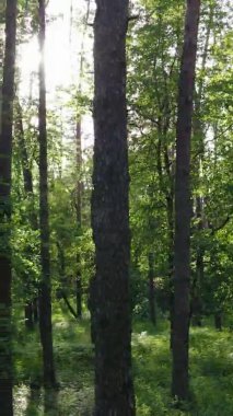 Çam ağaçlı bir ormanın dikey videosu