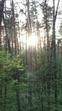 Çam ağaçlı bir ormanın dikey videosu