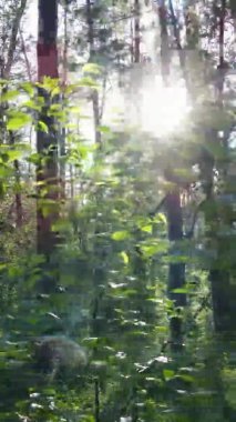 Çam ağaçlı bir ormanın dikey videosu