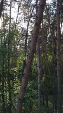 Çam ağaçlı bir ormanın dikey videosu