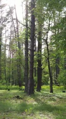 Çam ağaçlı bir ormanın dikey videosu