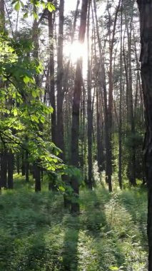 Çam ağaçlı bir ormanın dikey videosu