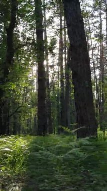 Çam ağaçlı bir ormanın dikey videosu