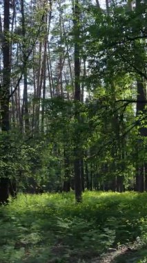 Çam ağaçlı bir ormanın dikey videosu