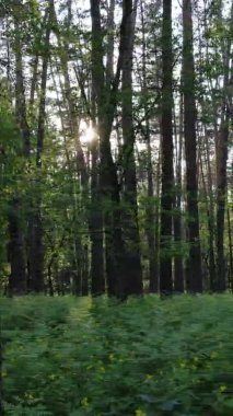 Çam ağaçlı bir ormanın dikey videosu